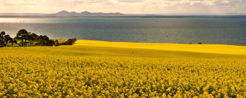canola 15.jpg